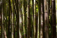 Bamboemeubels en accessoires: Een must have in de tuin!